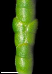Veronica propinqua. Branchlet, showing prominent nodal joints. Scale = 1 mm.
 Image: W.M. Malcolm © Te Papa CC-BY-NC 3.0 NZ